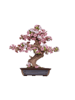 Zestaw konstrukcyjny - Sakura Bonsai (drewno)