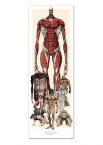 Plakat na drzwi Attack on Titan - Characters